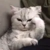 makantutiktok