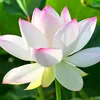 nt.phong1999
