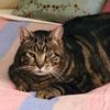 lordtubbington01