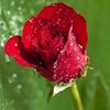 sureshthla67