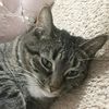 _queen_lucky_the_cat_