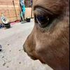 monsternergy0