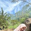 jksnii