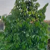 quoctrung789z