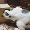 shu_23102