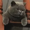 3conmew