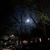 moonlight.o02