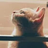 jay_wi2