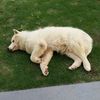 shiroo_inu