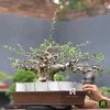 prabupornetto13bonsai