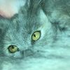 dorothygoeson