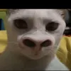 jhaoaihwns