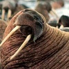 greatwalrus_cbp