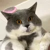 phongru0