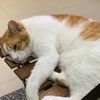cheykowangseah