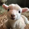 shisuskie