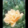van_.1993