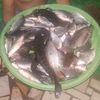 Setrum ikan VAC mantap