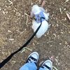ailu_1229