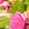 cla_ss213