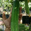 ceokilangtimun