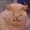catgoesdoughnut