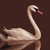 thebrownswan