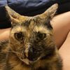 catsnthangs