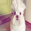 daaiqo