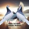 andara_merpati