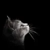 catttt870