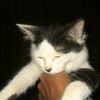 tembink