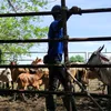 bajakompos