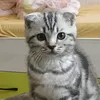lxlilnur