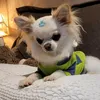 bereniceachihuahua23