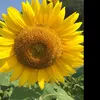 12356986y