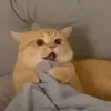 ntanh_1204