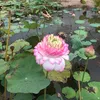 thanhtong867