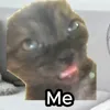 noybucol