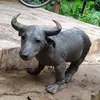 momomomnon