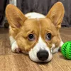 corgi.borya