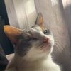 ldlunk