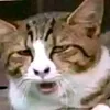 meowz0801