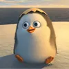 duck_kblack_k