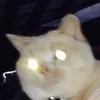 luckycat01