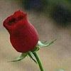 user2864043