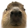 capybaratopxex