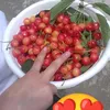 nikitskerimsoy4