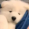 whosjof