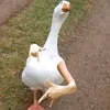 gusemaan